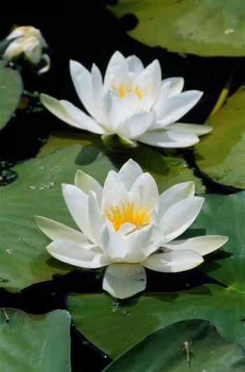 Nénuphar blanc 7 plantes aux feuilles hors-du-commun