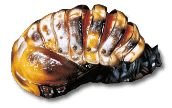 Nymphe de coccinelle