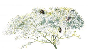 Ombelle de fleurs de sureau Ombelle de fleurs de sureau