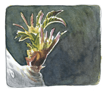 On aperçoit les jeunes feuilles du sureau fraîchement sorties de leur bourgeon. / © Laurent Willenegger (d'après photos de M. Pittet)