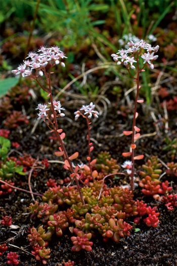 Orpin blanc 7 plantes aux feuilles hors-du-commun