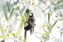 «Petite abeille sauvage au repos» / © Laurent Willenegger