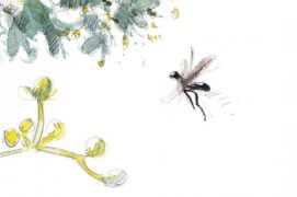 «Petite mouche noire à ailes brunes, hyper-rapide, pattes pendantes, venant sans cesse sous les fleurs. Impossible à détailler à l'œil nu, dessinée après une capture "vidéo" tant l'insecte est véloce.» / © Laurent Willenegger