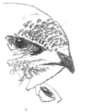 Portrait rapproché de martinet / © Denis Clavreul