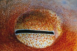 Poulpe: Le poulpe est doué d’un mimétisme stupéfiant. En une fraction de seconde, ce chasseur peut changer de couleur pour se fondre dans le décor.
Sa vue est excellente. Les ventouses qui ornent ses bras sont équipées de capteurs chimiques dix fois plus sensibles que la langue humaine. Dès qu’il a repéré sa proie, ce spécialiste de l’embuscade l’enveloppe de ses bras et lui injecte un poison paralysant. Il la ramène ensuite dans son repaire rocheux pour l’engloutir posément. / © Christian König
