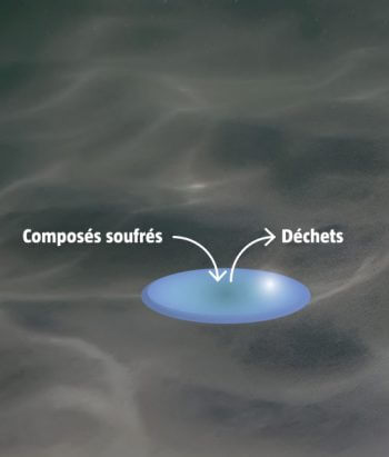 Premier métabolisme sur terre Comment la vie et la couleur verte sont-elles apparues ?