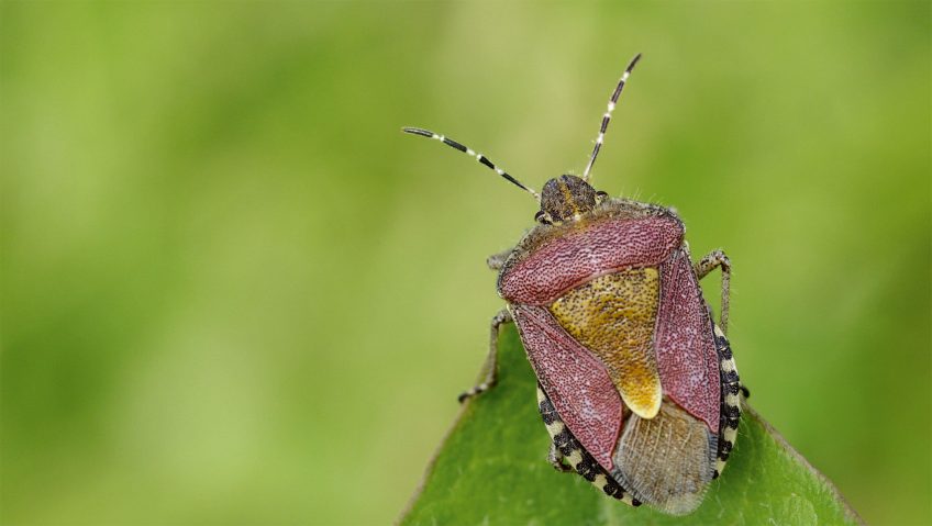 Pourquoi les punaises puent-elles ?
