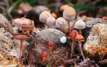 Quant aux panéoles et psilocybes, c’est le crottin d’âne qu’ils choisissent pour y pousser. / © Benoît Peyre