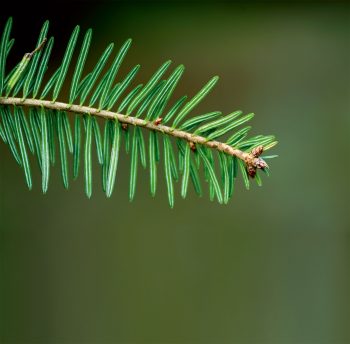 Rameau de sapin blanc 7 plantes aux feuilles hors-du-commun