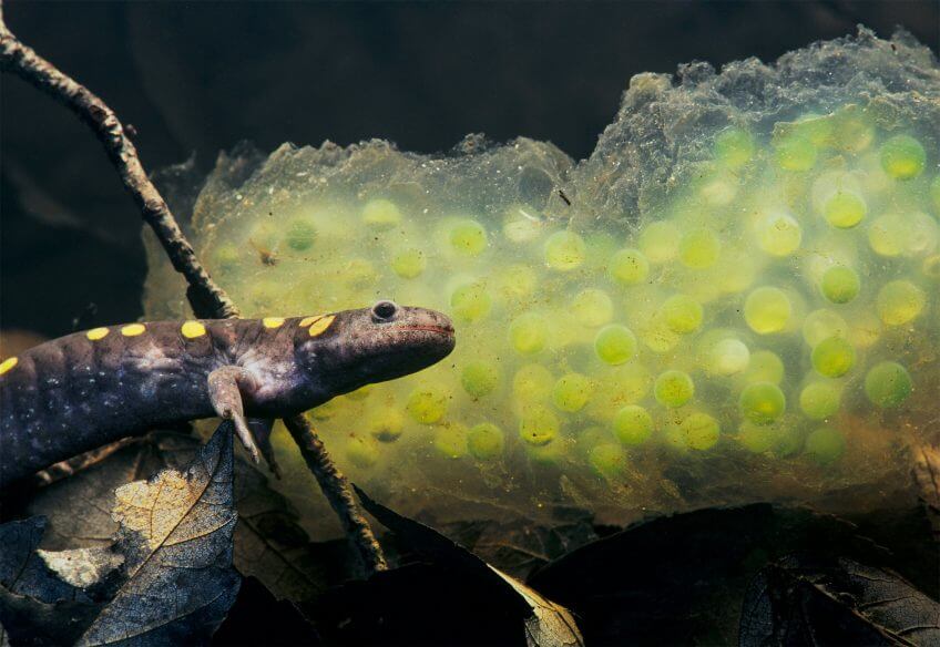 Salamandre maculée d'Amérique du Nord et ses œufs remarquables. Symbiose : quand des animaux s'associent avec des plantes