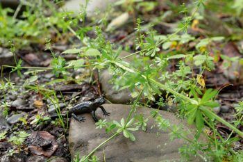 Salamandre noire / © Benoît Renevey