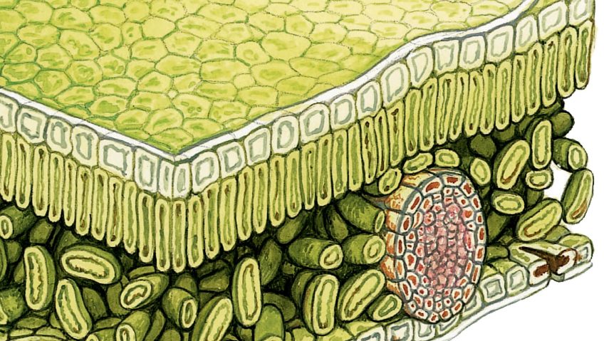 Le fonctionnement d'une feuille d'arbre en détails