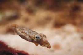 Seiche: Céphalopode comme le poulpe, la seiche vit sur les fonds sableux où elle se nourrit de crustacés et de poissons.
Si sa tenue de camouflage ne suffit pas à tromper l’ennemi, elle le menace en dressant deux longs tentacules au-dessus de sa tête. Puis elle lui crache un nuage d’encre noire, histoire de brouiller les pistes avant de déguerpir. La coloration sépia, d’un rouge-brun sombre, utilisée pour l’art et l’imprimerie, était autrefois obtenue à partir de cette sécrétion. Le nom latin de l’animal est Sepia officinalis. / © Christian König