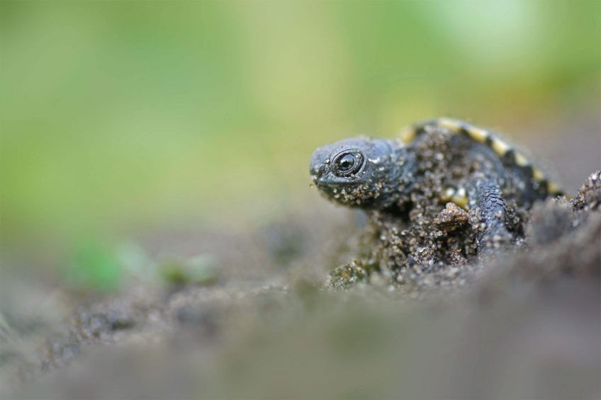 Bébés cistude de sortie !