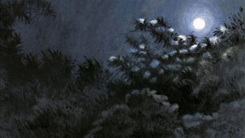 Sureau noir en fleurs, sous la lune Sureau noir en fleurs, sous la lune