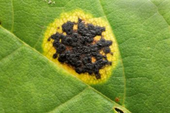 Le fonctionnement d'une feuille d'arbre en détails