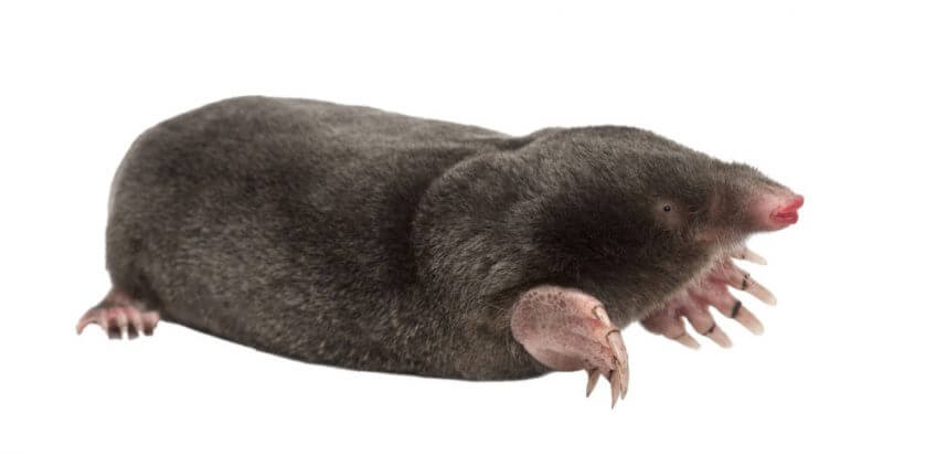 Taupe Taupe