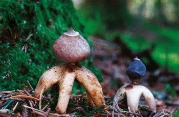 Tels des engins spatiaux, les géastres à quatre branches semblent avoir atterri dans l’humus. / © Benoît Peyre