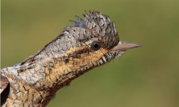 Torcol fourmilier lors d'une opération de baguage