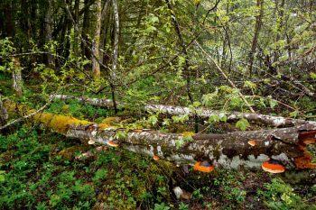 Troncs d’aulnes blancs  / © Benoît Renevey