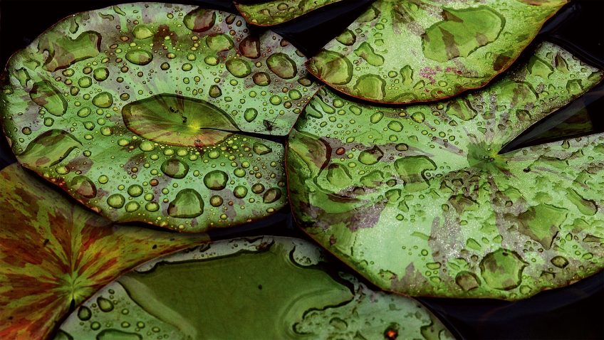 7 plantes aux feuilles hors-du-commun