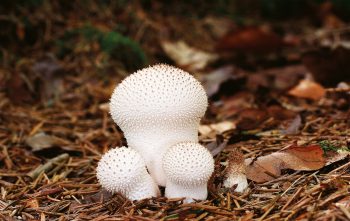 Vesses-de-loup perlées / © Benoît Peyre