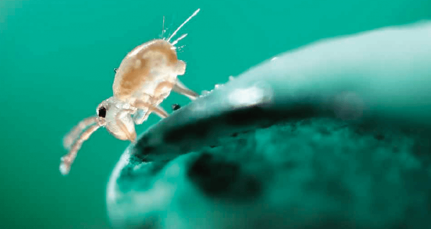 Salamandre 236 Voyage au centre de la Terre