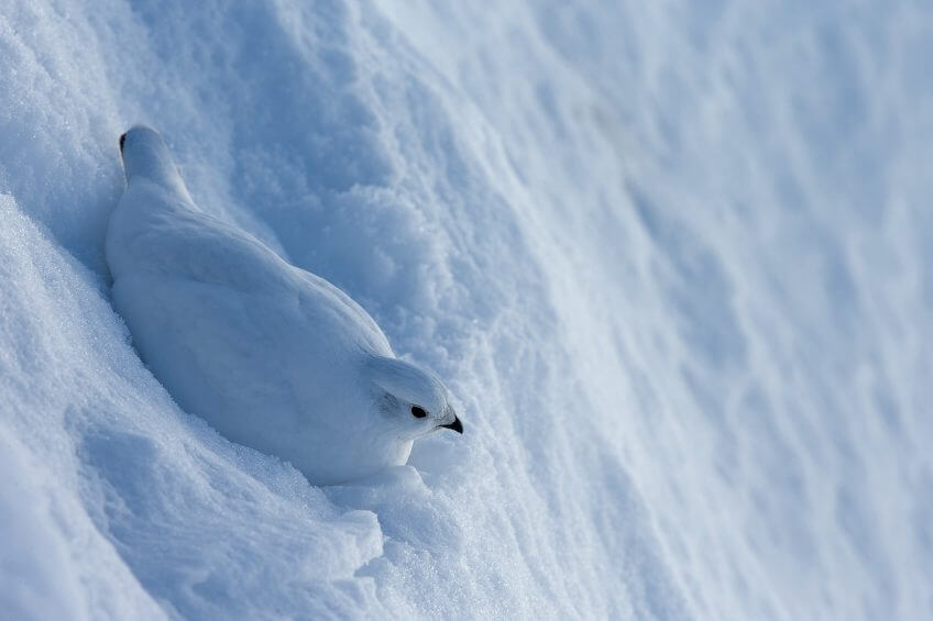 Lagopede alpin neige