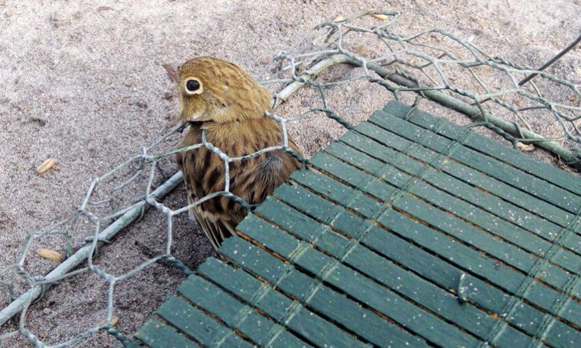 Bruant ortolan braconnage