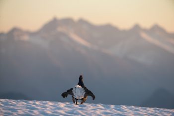 Tetras lyre male (Lyrurus tetrix) en parade sur la neige dans les Alpes vaudoises, Suisse. 
© Photo Olivier Born
