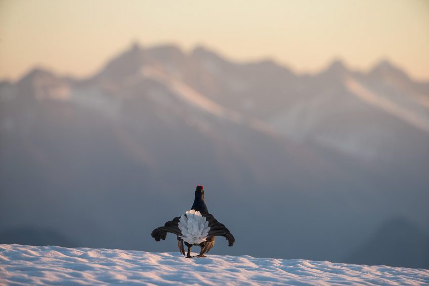 Tétras lyre paysage