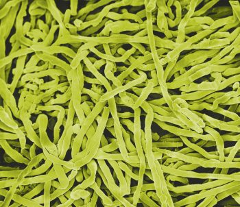 Actinobactéries du genre Streptomyces Tout savoir sur les bactéries et champignons du sol