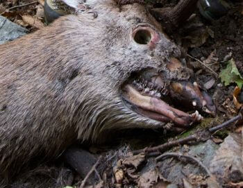Ce cerf a perdu en premier… ses yeux.