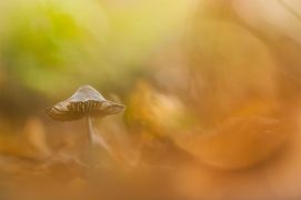 Champignon dans la brume automnale / © Sébastien Tournier