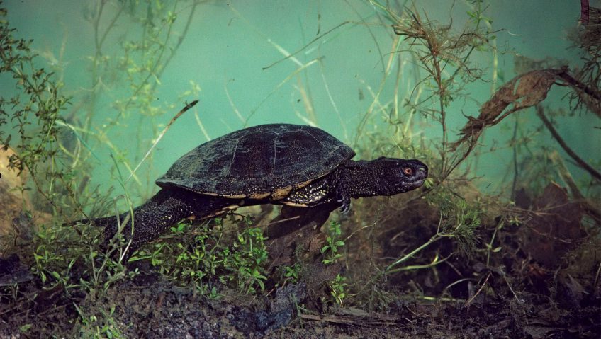 Cistude au fond d'une mare