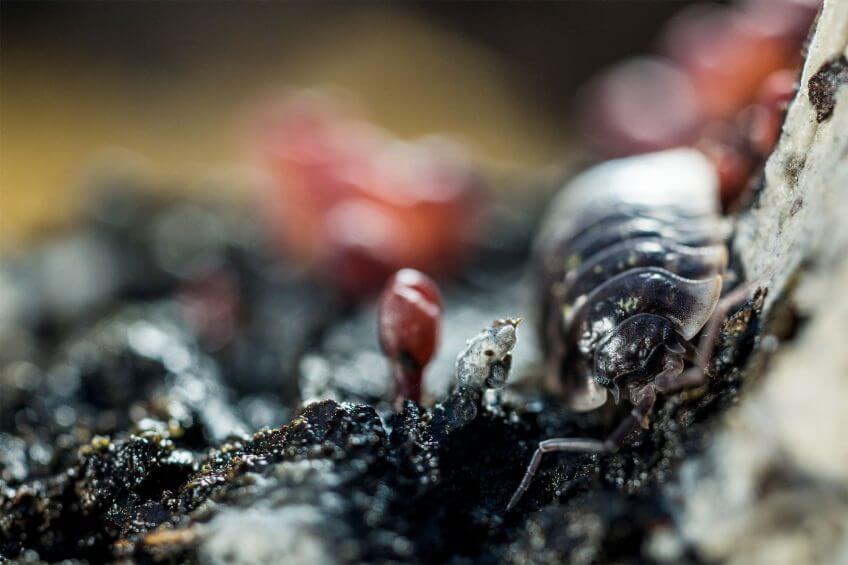 Animaux du sol: cloporte