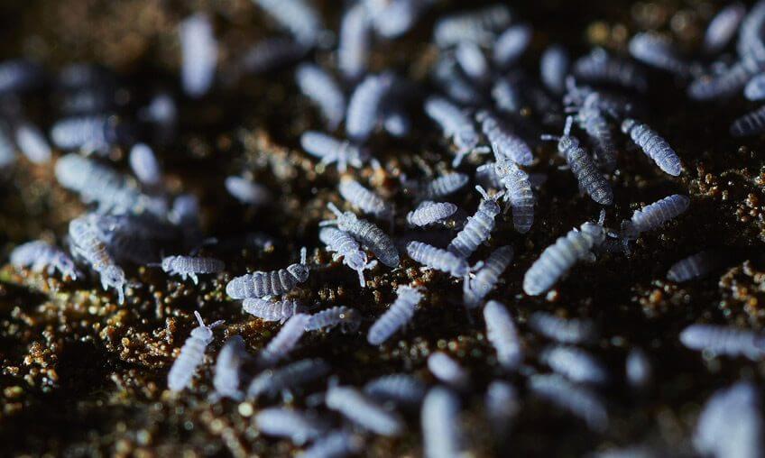 Collemboles par Philippe Lebeaux