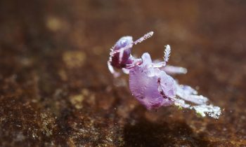 Collemboles bioindicateurs