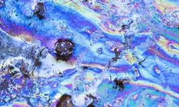 Collemboles bioindicateurs