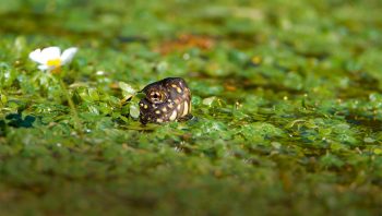 Cette cistude émerge de l'étang.