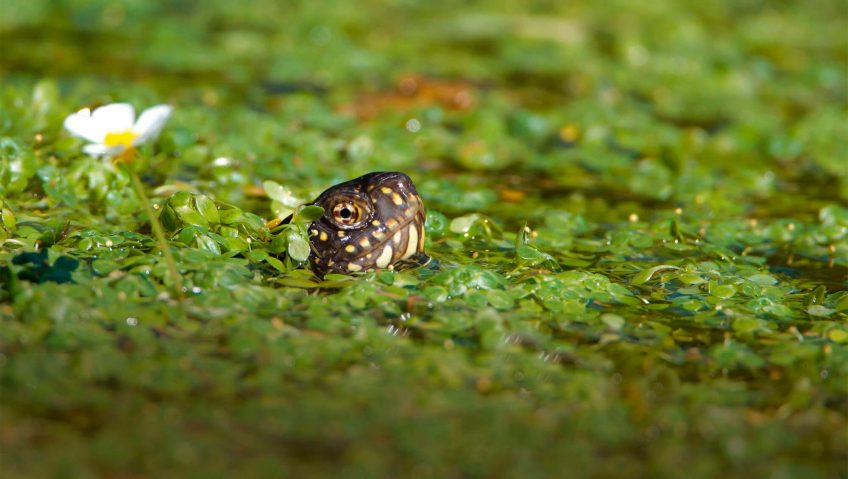 Cistude parmi les lentilles d'eau