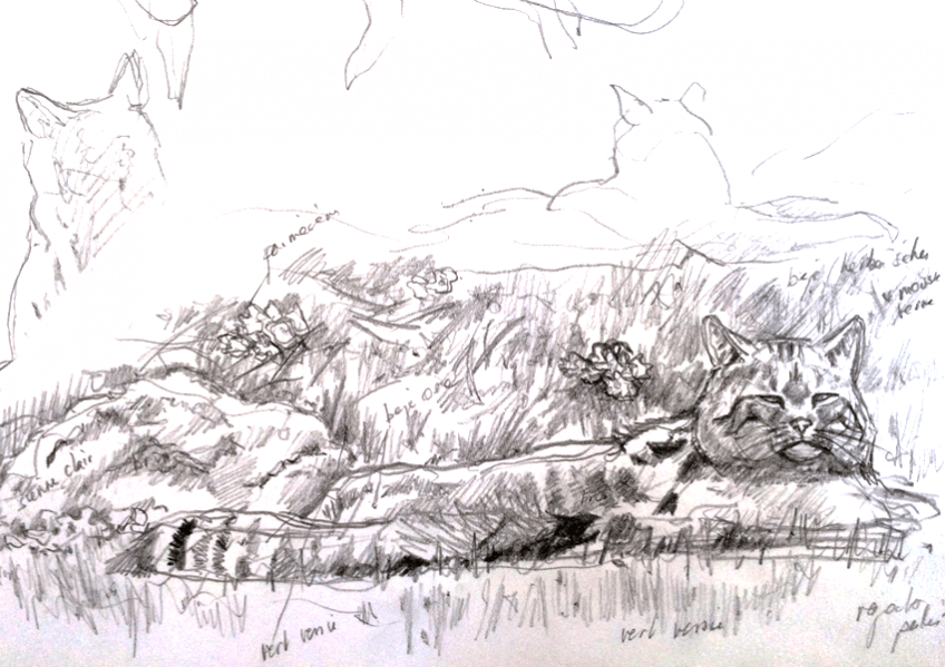 Chat forestier Pierre Baumgart