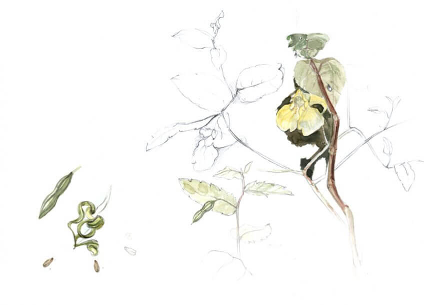 Fleur impatiens par Maeva Arnold