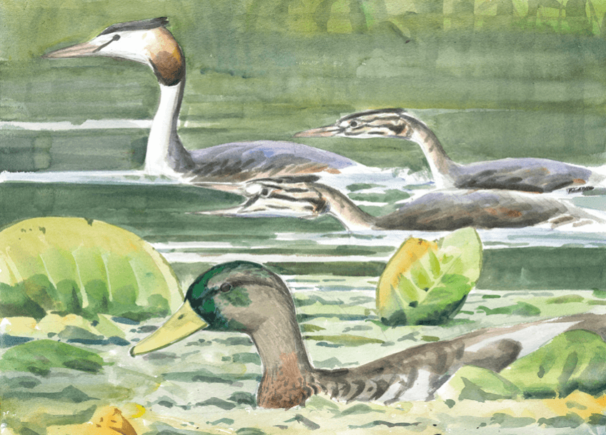 Grèbe et canard par Sylvain Leparoux