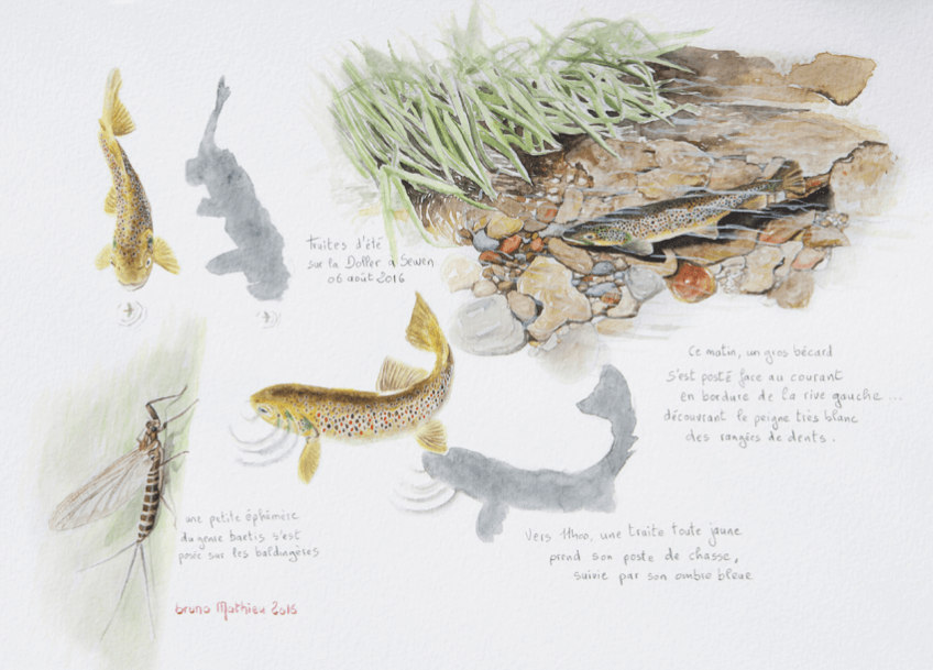 Truite de la Doller par Bruno Mathieu