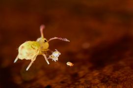 Un collembole adulte avec des jeunes, (Dicyrtoma ornata) / © Philippe Lebeaux