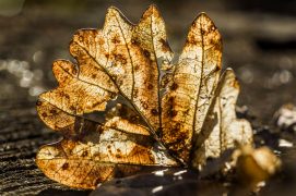Digestion très variable: Il faut environ 165 jours pour décomposer 50% d'une feuille de tilleul. Ou 220 jours pour une de châtaignier. Une aiguille de pin sylvestre gorgée de tanins et de phénols toxiques nécessite 2500 jours. / © Philippe Lebeaux
