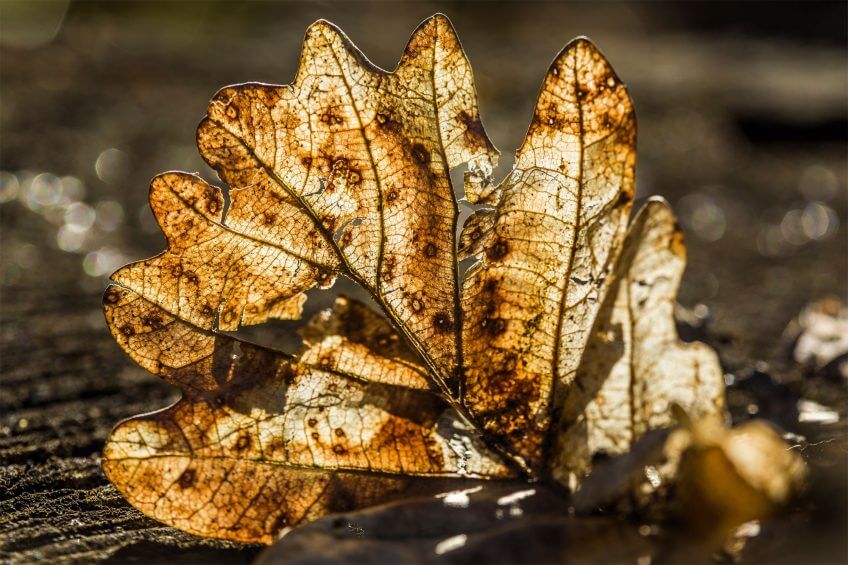 Philippe Lebeaux, un photographe fasciné par les collemboles