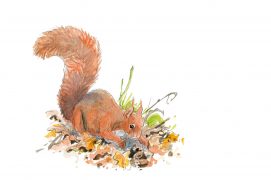 Ecureuil roux / © Jean Chevallier