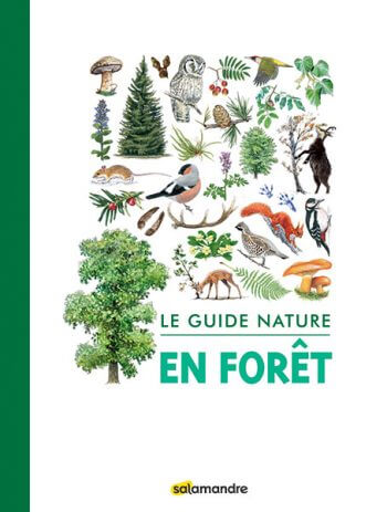 Un guide Salamandre pour explorer la forêt